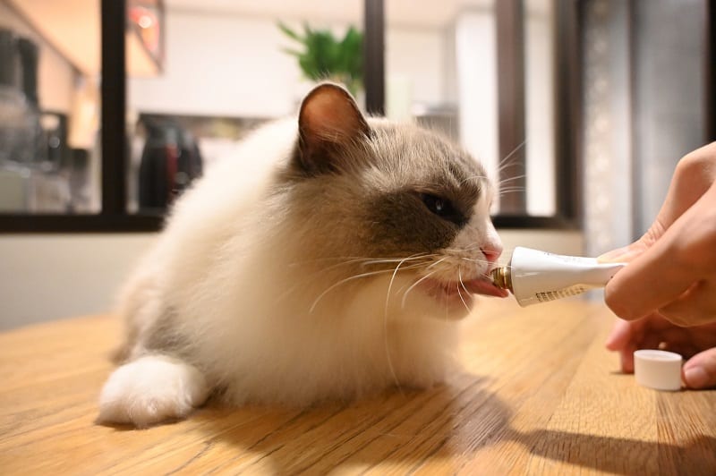 O que fazer se o seu gato estiver vomitando comida, mas se comportando normalmente?