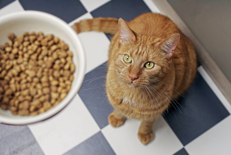 Pode ser devido à dieta alimentar de baixa qualidade.