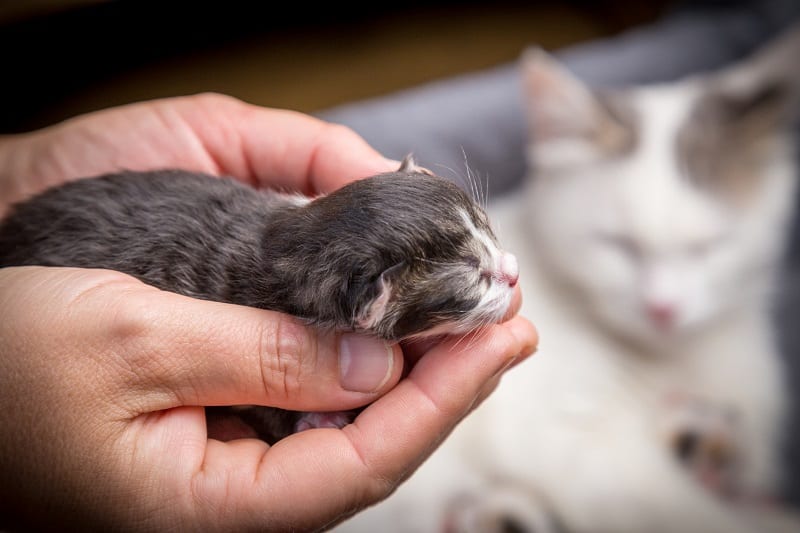 Quando os gatinhos recém-nascidos precisam ser examinados e tocados?