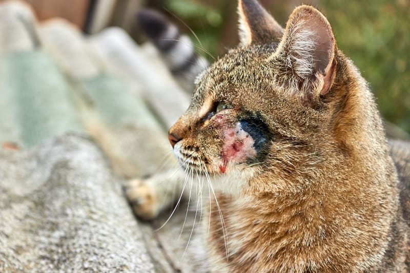 gato está pegando fogo