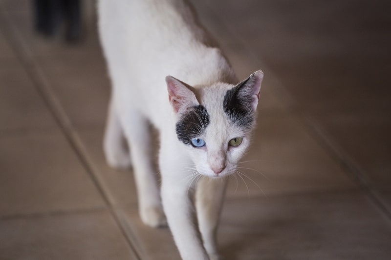 Seu gato pode estar sofrendo de estresse psicológico e ansiedade. 