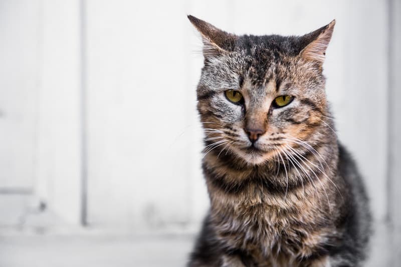 Pode ser devido à idade avançada do seu gato. 