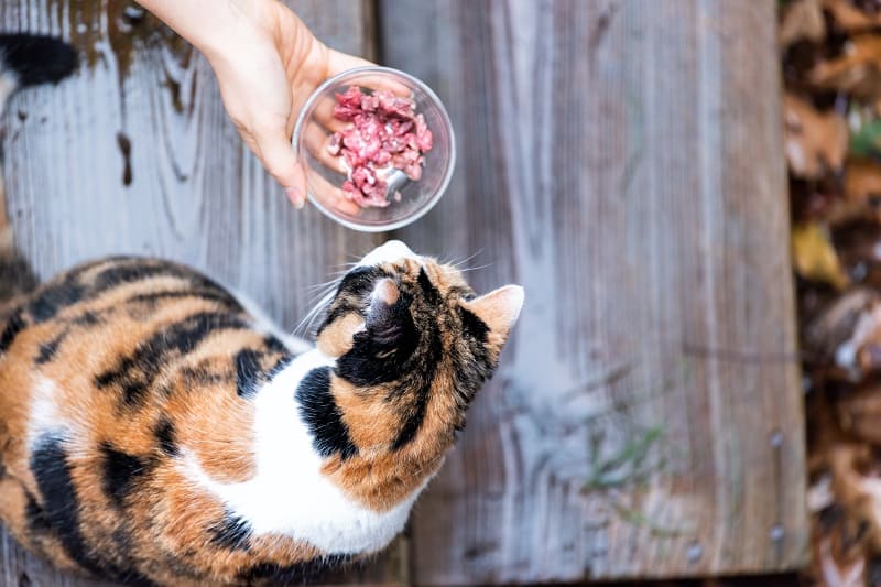 Comida para humanos alimentarem gatos vadios 