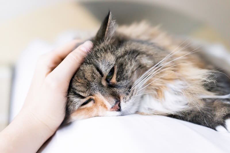 Maine Coon Estresse ou Depressão