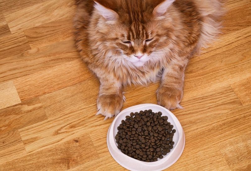 Tamanhos de porções de comida Maine Coon