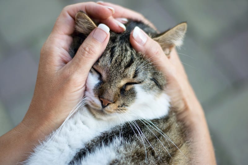 Certifique-se de verificar o seu gato para lesões ou feridas. 