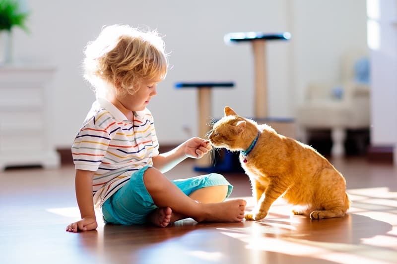 Por que é necessário manter o horário regular de alimentação do seu gato?