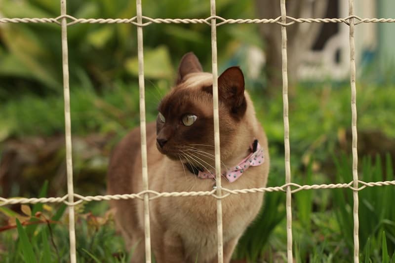 Como impedir que seu gato faça xixi no gramado