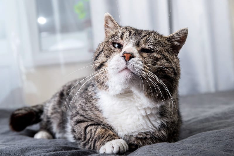 Fadiga do bigode e por que isso pode ser uma das razões pelas quais seu gato parou de comer comida úmida