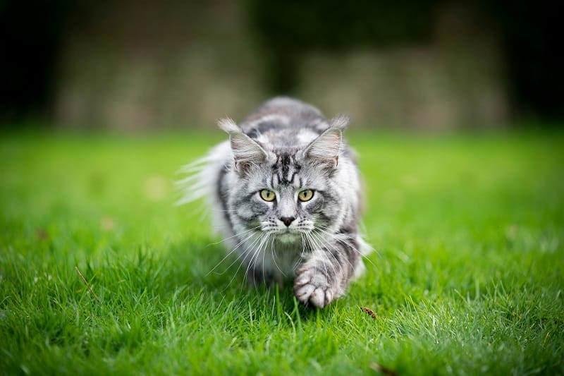 Gato caçando e pronto para atacar.