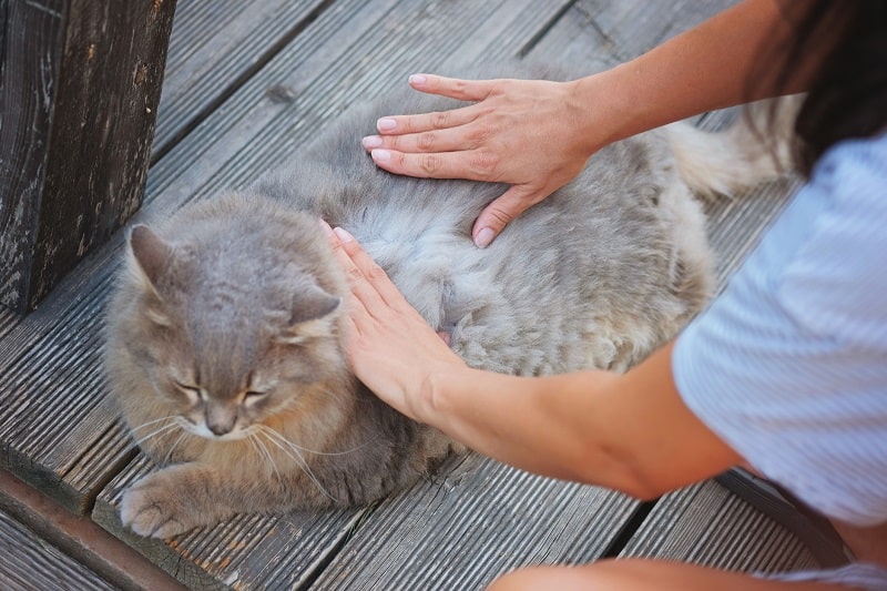 Picadas de insetos e pulgas de gatos 