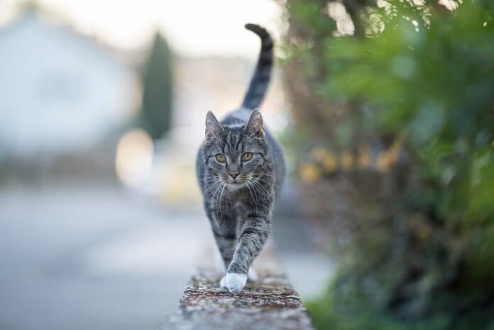 As centopéias são venenosas para os gatos?