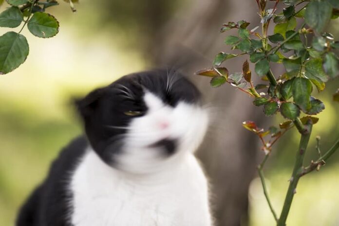 Cabeça de gato tremendo como Parkinson