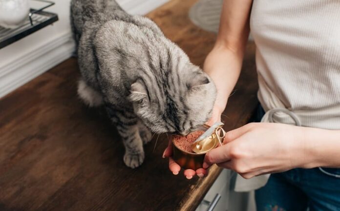 Como fazer um gato comer depois de extrair um dente