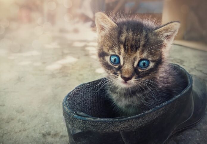 Como você pode saber se uma mãe gata abandonou seus filhotes?