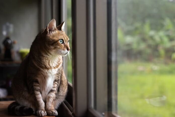 Deixe o gato sozinho por 3 dias