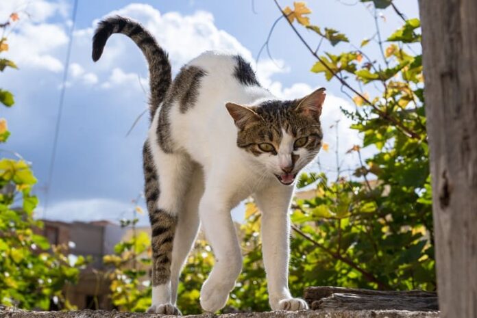 Gato andando com as costas arqueadas 