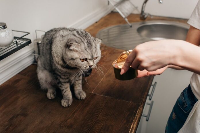 Gato não come mais comida molhada 