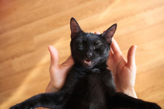 Gato respira com a boca aberta 