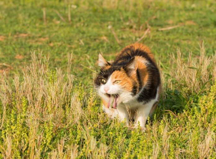 Gato vomita comida, mas se comporta normalmente 