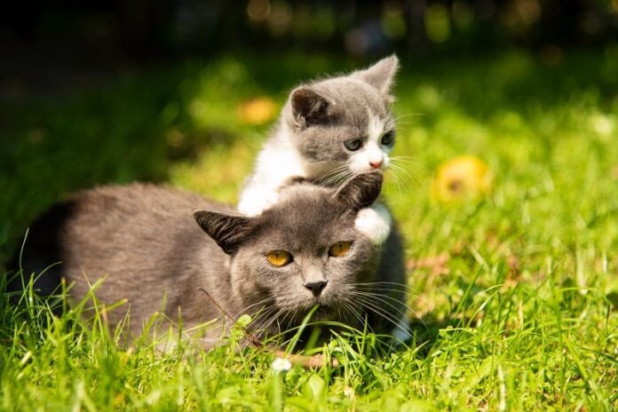 Gatos machos cuidam de gatinhos?