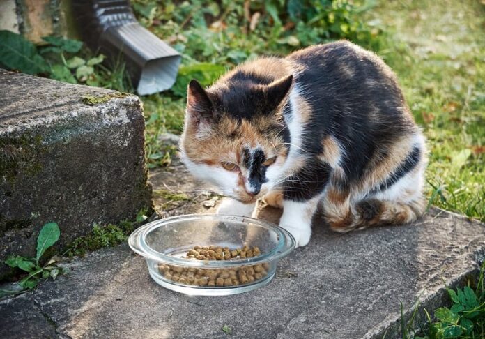 Melhor comida de gato para gatos mais velhos com dentes ruins