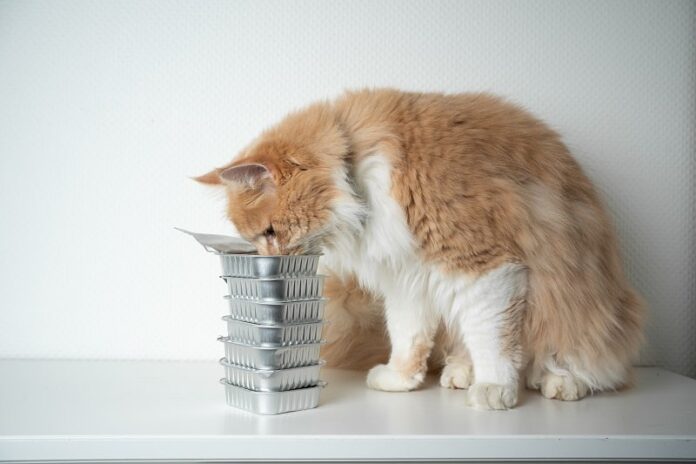 Meu Maine Coon está sempre com fome