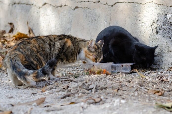 O que alimentar gatos de rua