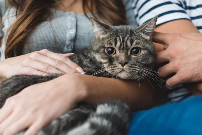 O que fazer quando seu gato perdido voltar para casa