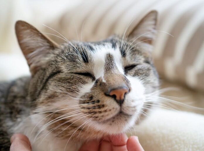 Gato tem algo preso na garganta