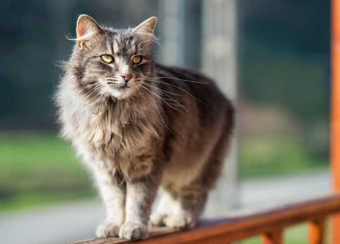 Onde os gatos dormem ao ar livre à noite?