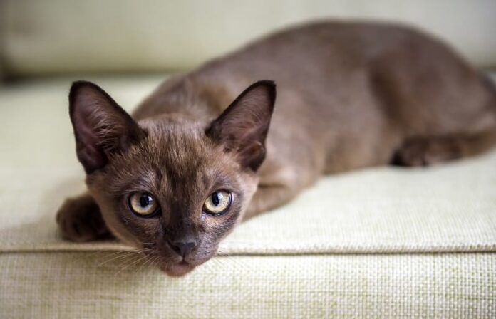 Os gatos birmaneses são hipoalergênicos?