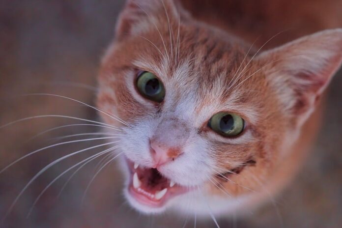 Os gatos têm dentes inferiores?