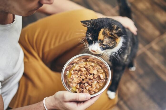 Por que meu gato quer que eu o veja comer?