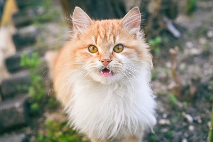 Por que os dentes do meu gato estão batendo?