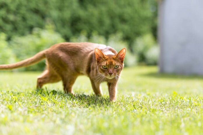 Por que os gatos andam de lado?