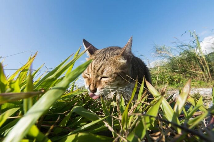 Por que os gatos lambem o chão?