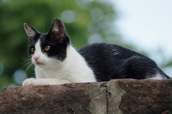 Quanto custa colocar um microchip em um gato? 