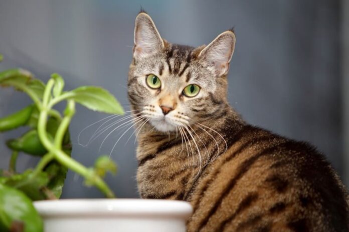 Quanto tempo os gatos malhados vivem 