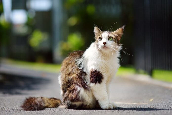 Que temperatura é muito quente para gatos?