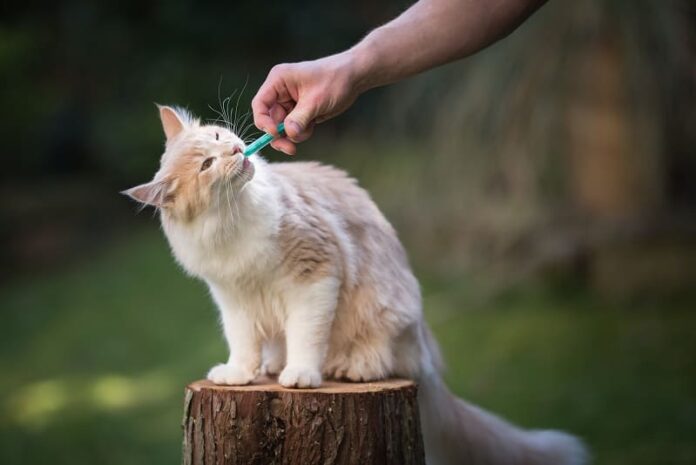 Seringa alimentando um gato 