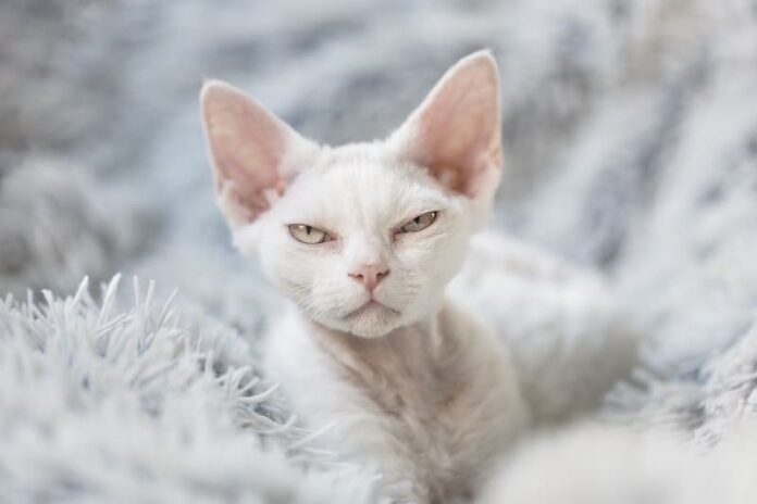 Tipos de pelo de gato