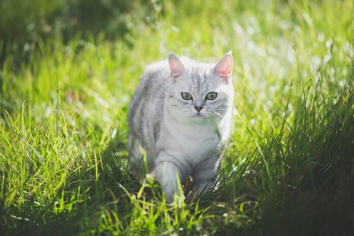 Urina de gato mata ervas daninhas? 