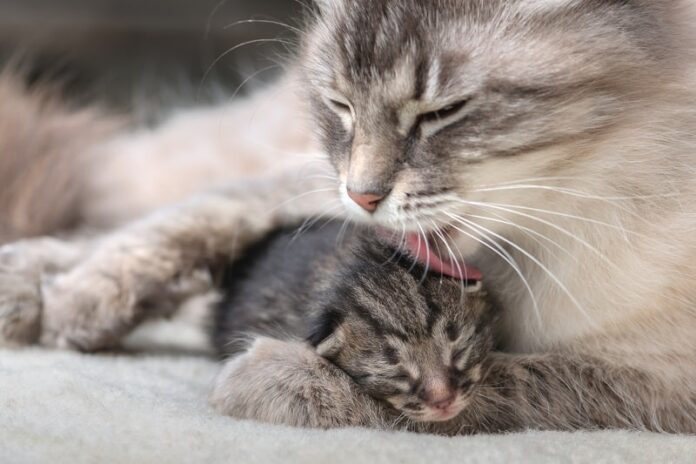 Você pode tocar em gatinhos recém-nascidos? 