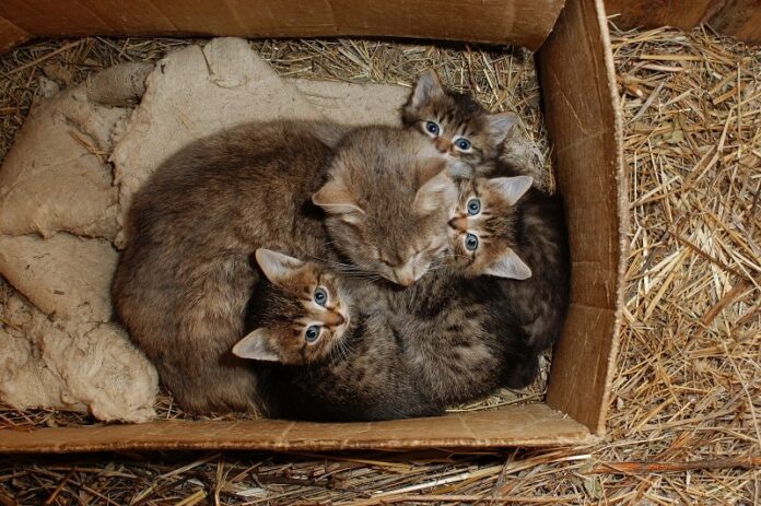 O que posso usar em vez de palha para um abrigo de gatos?