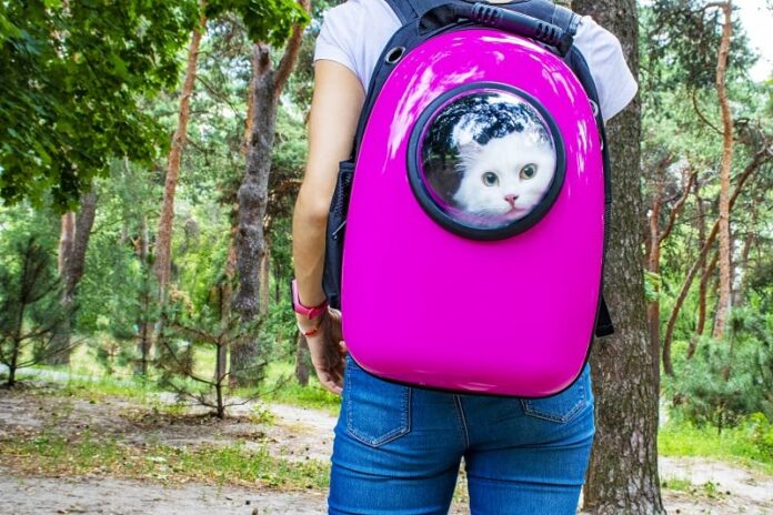 As mochilas para gatos são seguras? Aqui está o que você precisa saber