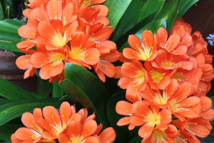 Clivia Lily é tóxico para gatos e cães?