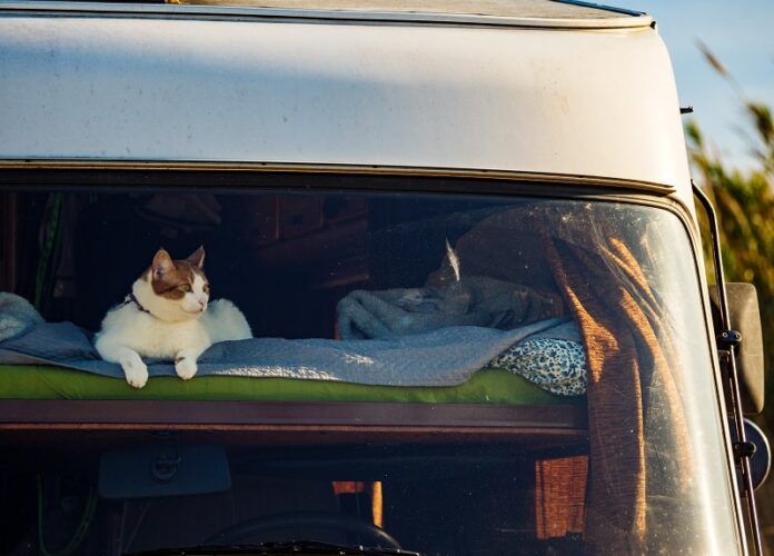 Como impedir que os gatos escapem de um trailer
