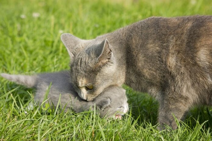 Como impedir que os gatos movam gatinhos?