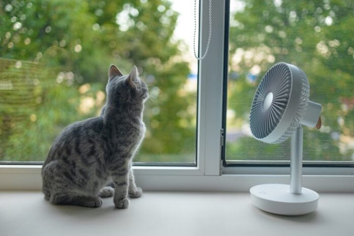 Como manter os gatos frescos no verão sem ar condicionado